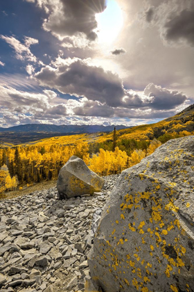 Picture of A VALLEY OF GOLD ASPEN ON OHIO PASS IN THE COLORADO ROCKY MOUNTAINS NEAR CRESTED BUTTE