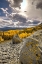 Picture of A VALLEY OF GOLD ASPEN ON OHIO PASS IN THE COLORADO ROCKY MOUNTAINS NEAR CRESTED BUTTE
