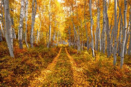 Picture of AUTUMN IN THE ROCKY MOUNTAINS OF COLORADO-AS ASPEN TREES TURN BRIGHT YELLOW GOLD