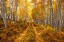Picture of AUTUMN IN THE ROCKY MOUNTAINS OF COLORADO-AS ASPEN TREES TURN BRIGHT YELLOW GOLD