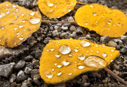 Picture of ASPEN LEAVES WITH MORNING WATER DROPLETS IN THE COLORADO ROCKY MOUNTAINS