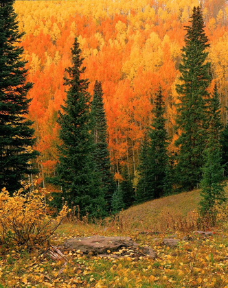Picture of HILLSIDE OF FALL COLOR-ORANGE AND GOLD ASPEN TREES IN THE COLORADO ROCKY MOUNTAINS