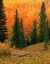 Picture of HILLSIDE OF FALL COLOR-ORANGE AND GOLD ASPEN TREES IN THE COLORADO ROCKY MOUNTAINS