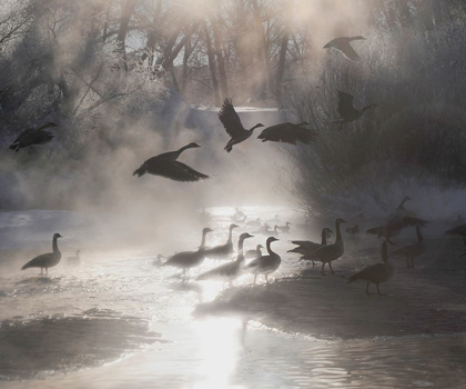 Picture of GEESE IN THE MIST IN COLORADOS ROCKY MOUNTAINS