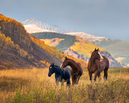 Picture of HORSES GRAZING IN THE FALL IN THE ROCKY MOUNTAINS NEAR CRESTED BUTTE