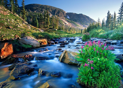 Picture of FRESH ROCKY MOUNTAIN SPRING RUNOFF CASCADES PAST WILDFLOWERS IN BLOOM