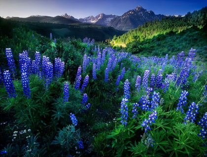 Picture of LUPINE ON DALLAS DIVIDE WITH DISTANT MY SNAFFLES NEAR TELLURIDE IN THE COLORADO ROCKY MOUNTAINS