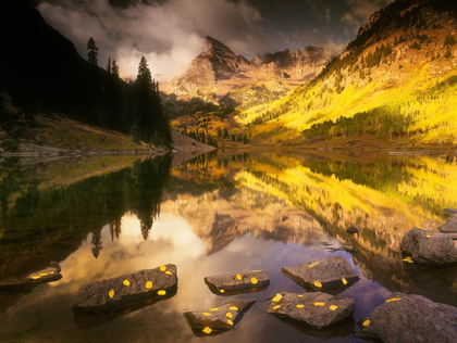 Picture of MAROON BELLS NEAR ASPEN COLORADO IN FULL FALL BLAZING YELLOW COLOR