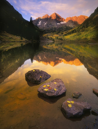 Picture of ASPEN LEAVES SIGNIFY THE END OF FALL AND THE BEGINNING OF WINTER AT THE MAROON BELLS