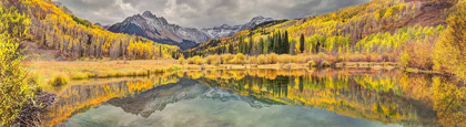 Picture of MT SNAFFLES AND A SEA OF GOLD ASPEN TREES REFLECTS IN A LARGE POND IN AUTUMN