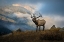 Picture of BUGLING ELK WITH A COLORADO ROCKY MOUNTAIN MISTY MORNING BACKDROP