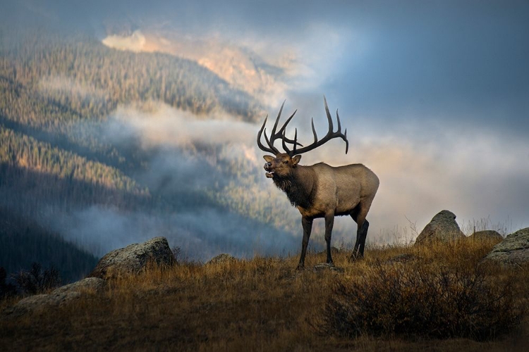 Picture of BUGLING ELK WITH A COLORADO ROCKY MOUNTAIN MISTY MORNING BACKDROP