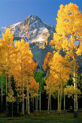 Picture of A MOUNTAIN ACTUALLY NAMED UNNAMED 13334 FLANKED BY FALL ASPEN TREES IN THE COLORADO ROCKY MOUNTAINS