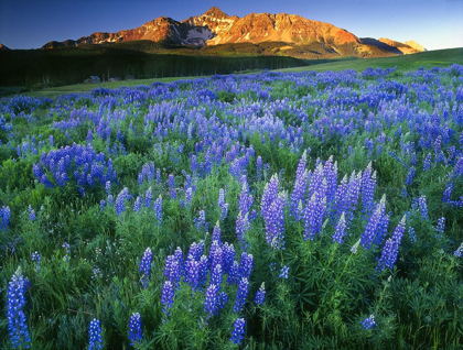 Picture of WILSON PEAK NEAR TELLURIDE IN THE COLORADO ROCKY MOUNTAINS