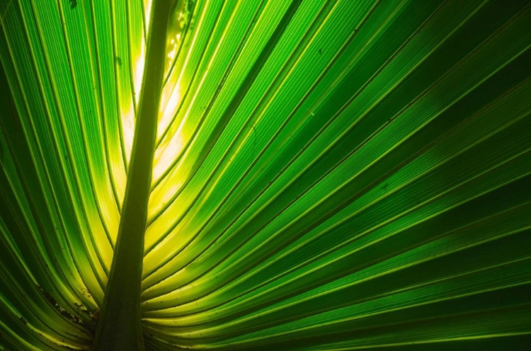 Picture of FLORIDA-BACKLIT PALM TREE LEAF