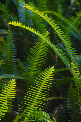 Picture of FLORIDA-FERNS