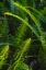 Picture of FLORIDA-FERNS