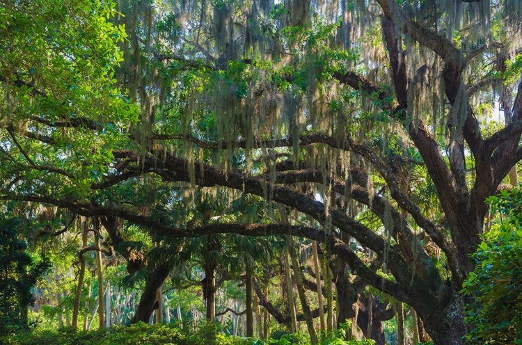 Picture of FLORIDA-TROPICAL GARDEN WITH PALMS AND LIVING OAK COVERED IN SPANISH MOSS