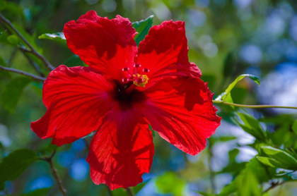 Picture of FLORIDA- HIBISCUS FLOWER