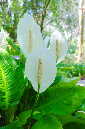 Picture of FLORIDA- PEACE LILY