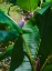 Picture of FLORIDA- WOODPECKER AMONG BANANA LEAVES