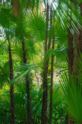 Picture of FLORIDA-TROPICAL GARDEN PALMS