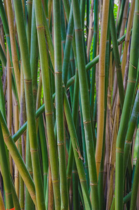 Picture of FLORIDA-BAMBOO GROVE TRUNKS