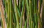 Picture of FLORIDA-BAMBOO GROVE TRUNKS