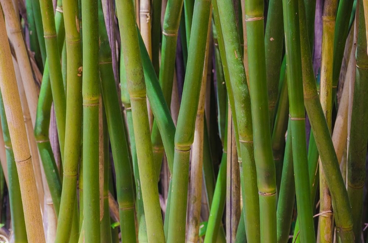 Picture of FLORIDA-BAMBOO GROVE TRUNKS