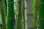 Picture of FLORIDA-BAMBOO GROVE TRUNKS