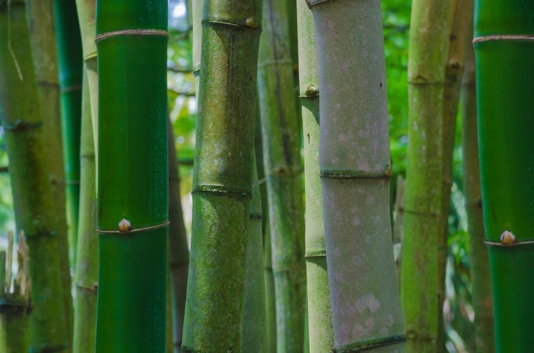 Picture of FLORIDA-BAMBOO GROVE TRUNKS