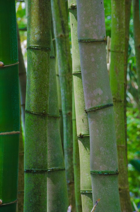 Picture of FLORIDA-BAMBOO GROVE TRUNKS