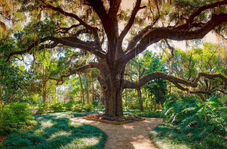 Picture of FLORIDA BOTANICAL GARDENS-WASHINGTON OAKS STATE PARK