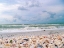 Picture of BOUNTY OF SHELLS ON BEACHES OF SANIBEL ISLAND-FLORIDA-USA
