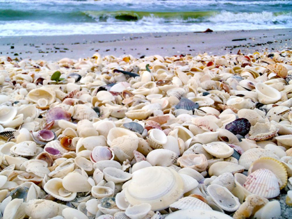 Picture of BOUNTY OF SHELLS ON BEACHES OF SANIBEL ISLAND-FLORIDA-USA