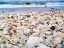 Picture of BOUNTY OF SHELLS ON BEACHES OF SANIBEL ISLAND-FLORIDA-USA