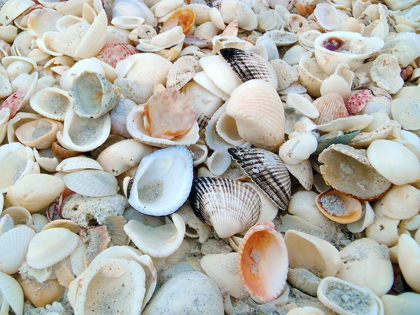 Picture of BOUNTY OF SHELLS ON BEACHES OF SANIBEL ISLAND-FLORIDA-USA