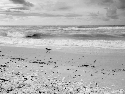 Picture of BLACK AND WHITE BEACH-SANIBEL ISLAND-FLORIDA-USA