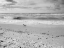 Picture of BLACK AND WHITE BEACH-SANIBEL ISLAND-FLORIDA-USA