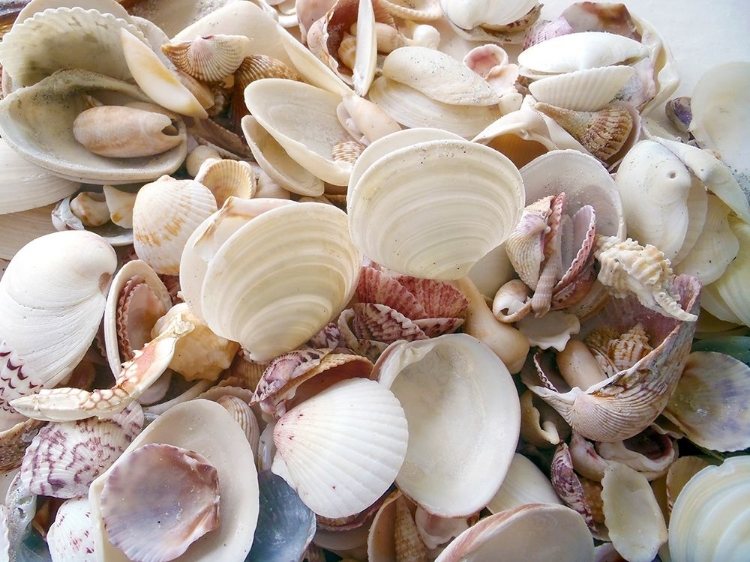 Picture of SHELLS GATHERED ON BEACHES OF SANIBEL ISLAND-FLORIDA-USA