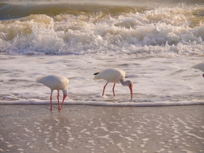 Picture of BIRDS WADING IN THE SURF ON SANIBEL ISLAND BEACH-FLORIDA-USA