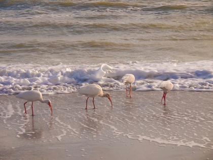 Picture of BIRDS WADING IN THE SURF ON SANIBEL ISLAND BEACH-FLORIDA-USA