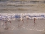 Picture of BIRDS WADING IN THE SURF ON SANIBEL ISLAND BEACH-FLORIDA-USA