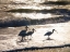 Picture of BIRDS WADING IN THE SURF ON SANIBEL ISLAND BEACH-FLORIDA-USA