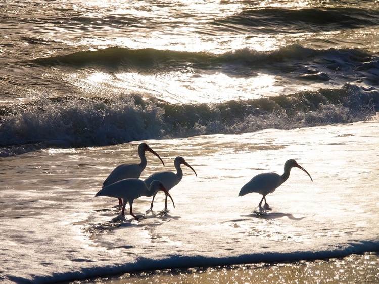 Picture of BIRDS WADING IN THE SURF ON SANIBEL ISLAND BEACH-FLORIDA-USA