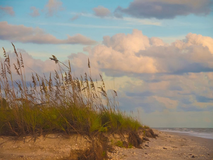 Picture of BEACH-SANIBEL ISLAND-FLORIDA-USA