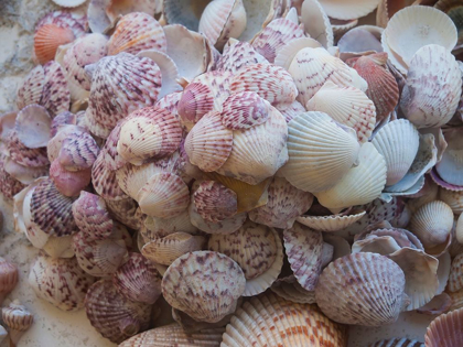 Picture of SHELLS GATHERED ON BEACHES OF SANIBEL ISLAND-FLORIDA-USA