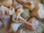 Picture of SHELLS GATHERED ON BEACHES OF SANIBEL ISLAND-FLORIDA-USA
