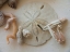 Picture of SHELLS GATHERED ON BEACHES OF SANIBEL ISLAND-FLORIDA-USA