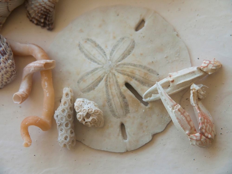 Picture of SHELLS GATHERED ON BEACHES OF SANIBEL ISLAND-FLORIDA-USA